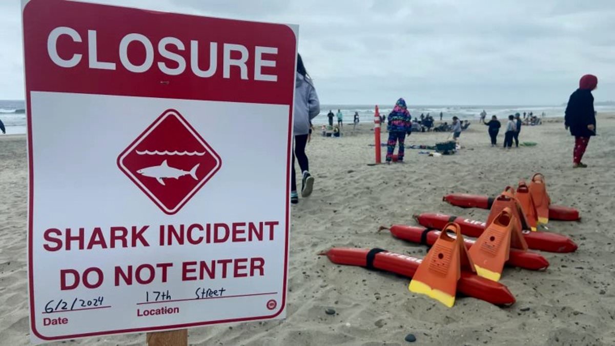 alert-–-shark-attacks-man,-46,-in-san-diego-water-as-eyewitnesses-recall-horrifying-moment-swimmer-punched-animal:-‘there-was-a-lot-of-blood’