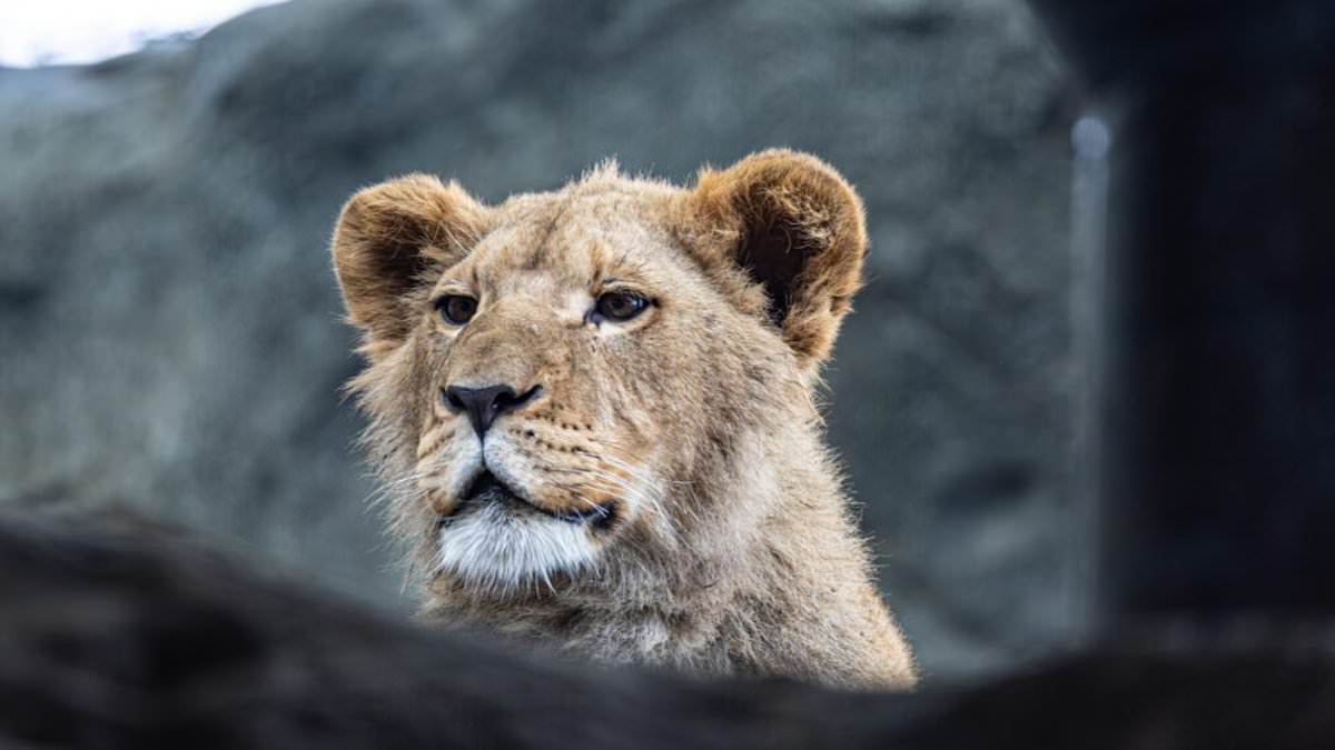 alert-–-heartbreak-as-17-month-old-lion-cub-is-euthanized-at-chicago’s-lincoln-zoo