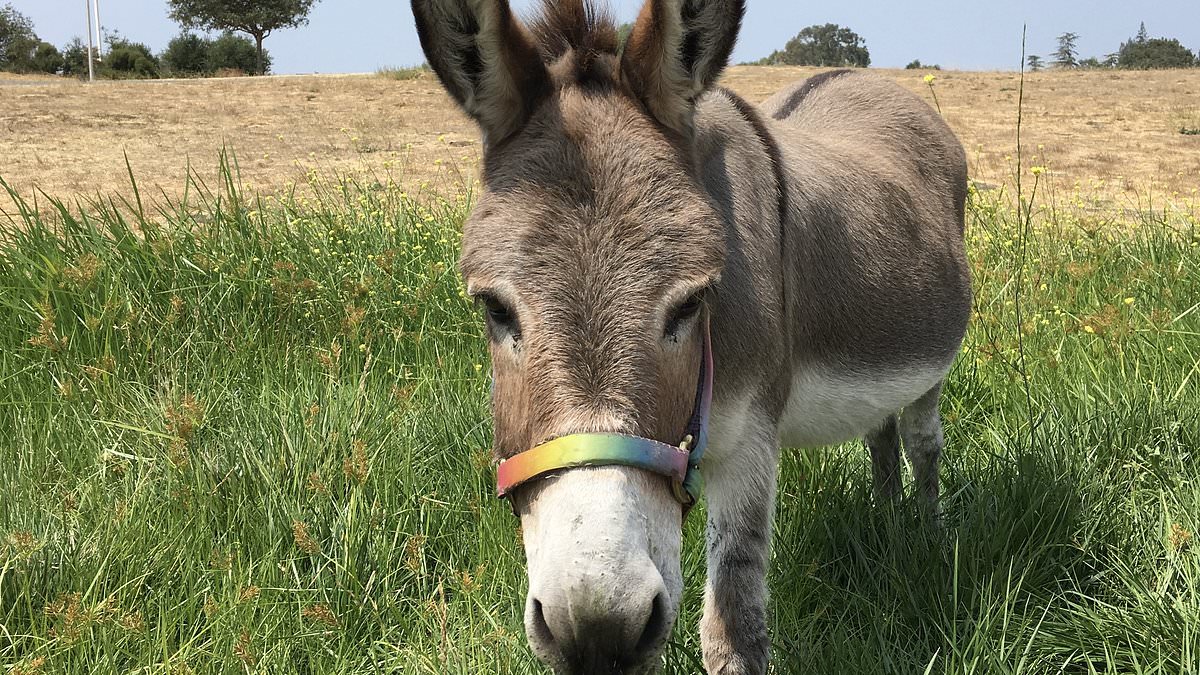 alert-–-elderly-donkey-called-perry-who-inspired-eddie-murphy’s-character-in-shrek-is-awarded-$10,000-government-grant-to-help-pay-for-his-care