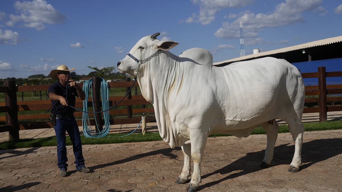 alert-–-why-this-cow-is-worth-$4million-after-stealing-the-show-at-high-stakes-auction