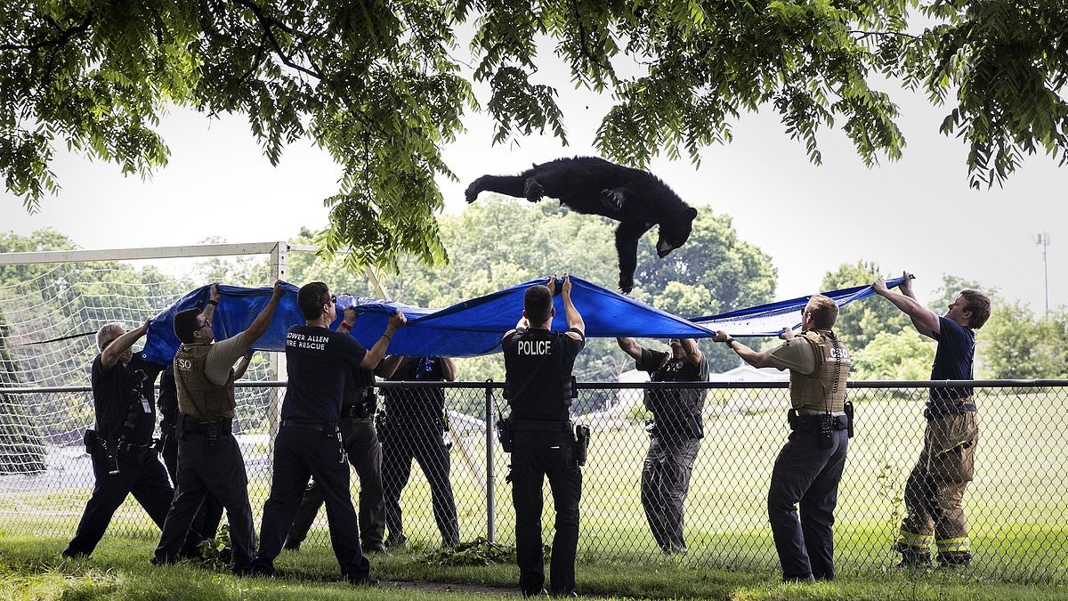 alert-–-tranquilized-black-bear-flops-from-a-branch-and-into-safety-net-after-perching-in-a-tree-outside-a-pennsylvania-high-school