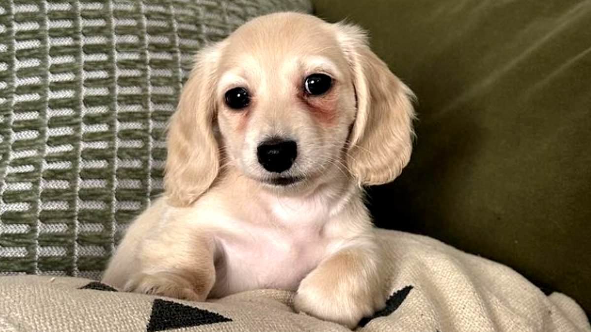 alert-–-adorable-golden-dachshund-puppy-dies-during-first-day-at-training-school-after-incident-involving-bernedoodle