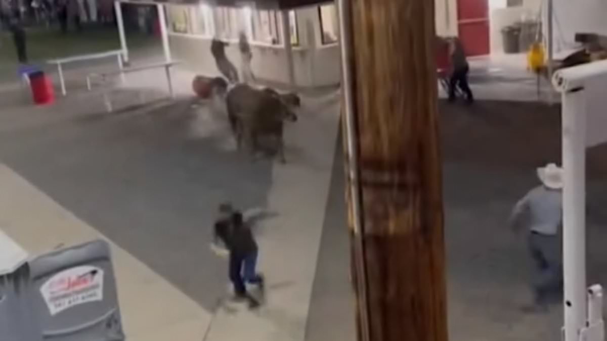 alert-–-wild-moment-bull-leaps-fence-at-oregon-rodeo-and-charges-at-terrified-spectators,-injuring-three,-as-others-run-for-their-lives