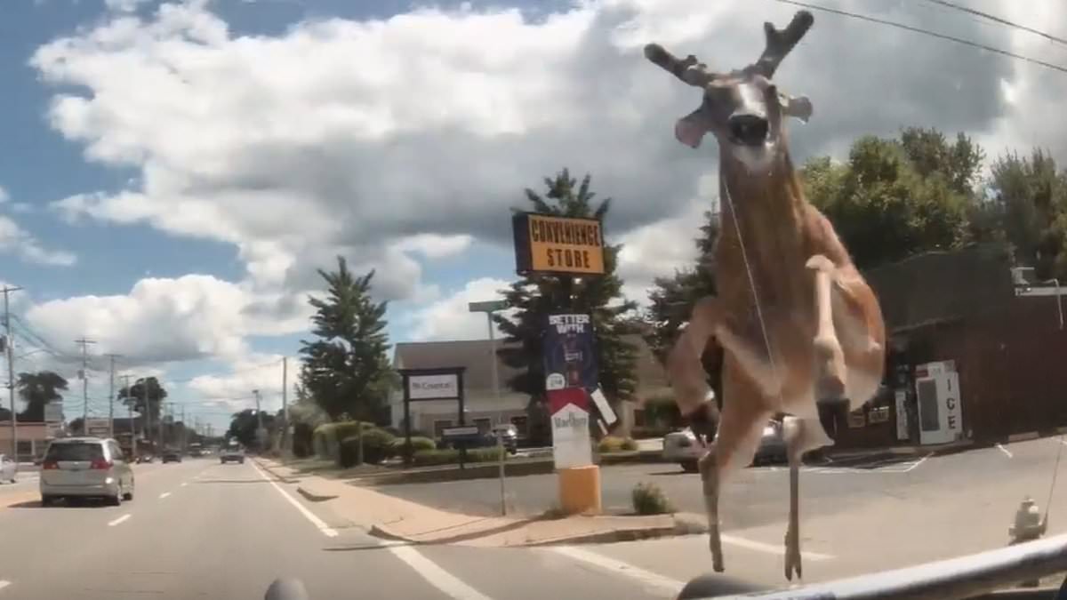 alert-–-moment-huge-deer-crashes-through-bus-windshield-–-only-for-driver-to-continue-on-his-route-without-missing-a-beat