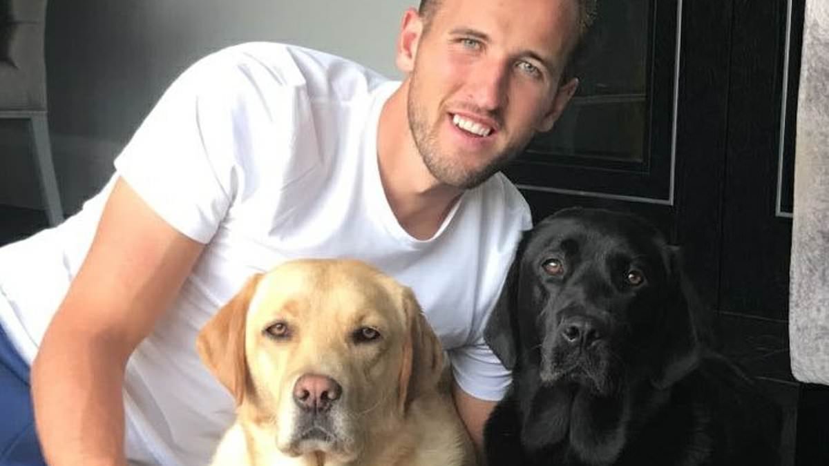 alert-–-three-puppies-on-a-shirt!-beloved-pets-who-will-bark-them-on-at-the-euros-–-with-phil-foden’s-french-bulldog,-kane’s-two-labradors-and-declan-rice’s-cockapoo-raffa-all-part-of-the-army-of-patriotic-pooches