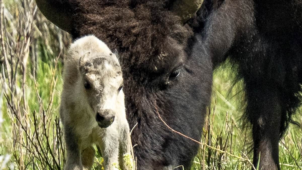 alert-–-rare-yellowstone-event-that-fulfills-ancient-prophecy-is-a-‘blessing-and-warning,’-says-native-american-leader