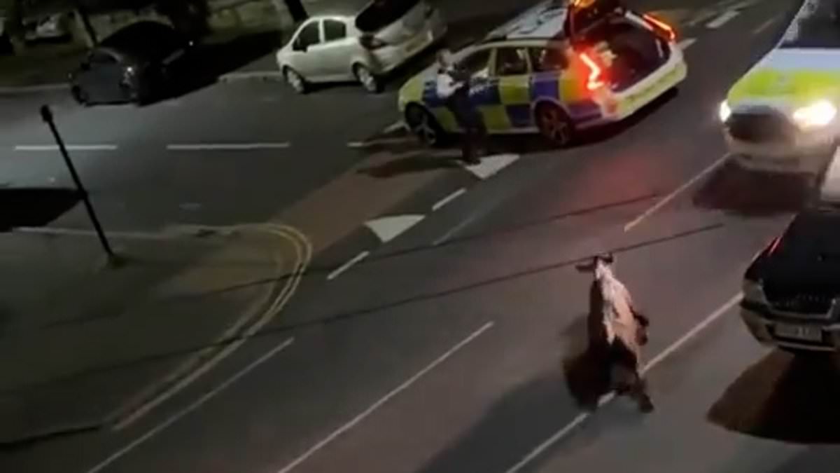 alert-–-james-cleverly-blasts-‘heavy-handed’-police-officers-after-shocking-video-emerges-of-cops-ramming-a-runaway-cow-with-a-squad-car-causing-a-huge-cut-to-its-leg-before-trapping-it-beneath-the-vehicle