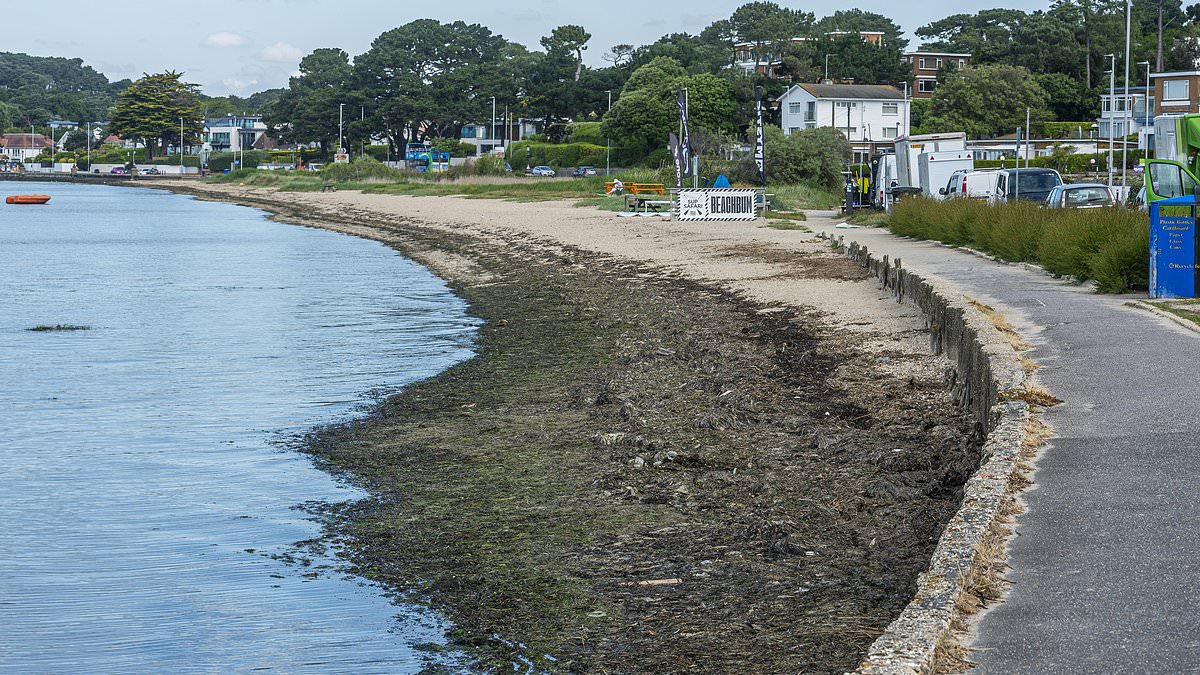 alert-–-millionaire-residents-pinch-their-noses-as-‘sandbanks-stench’-that’s-’caused-by-rotting-seaweed’-stinks-out-wealthy-dorset-hotspot-–-putting-off-tourists-and-locals-alike