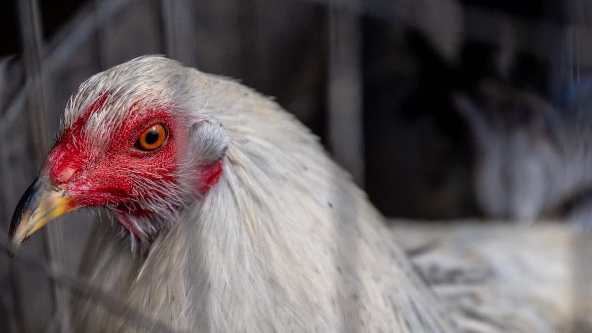 alert-–-bird-flu-is-detected-at-another-sydney-farm-with-almost-100,000-animals-to-be-euthanised