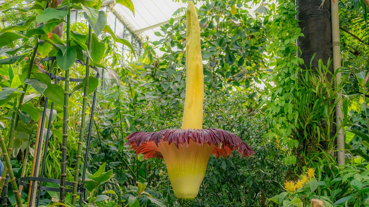 alert-–-hundreds-of-gardening-fans-skip-work-and-travel-hours-to-kew-gardens-to-see-rare-bloom-of-‘corpse-flower’-–-famous-for-its-disgusting-stench