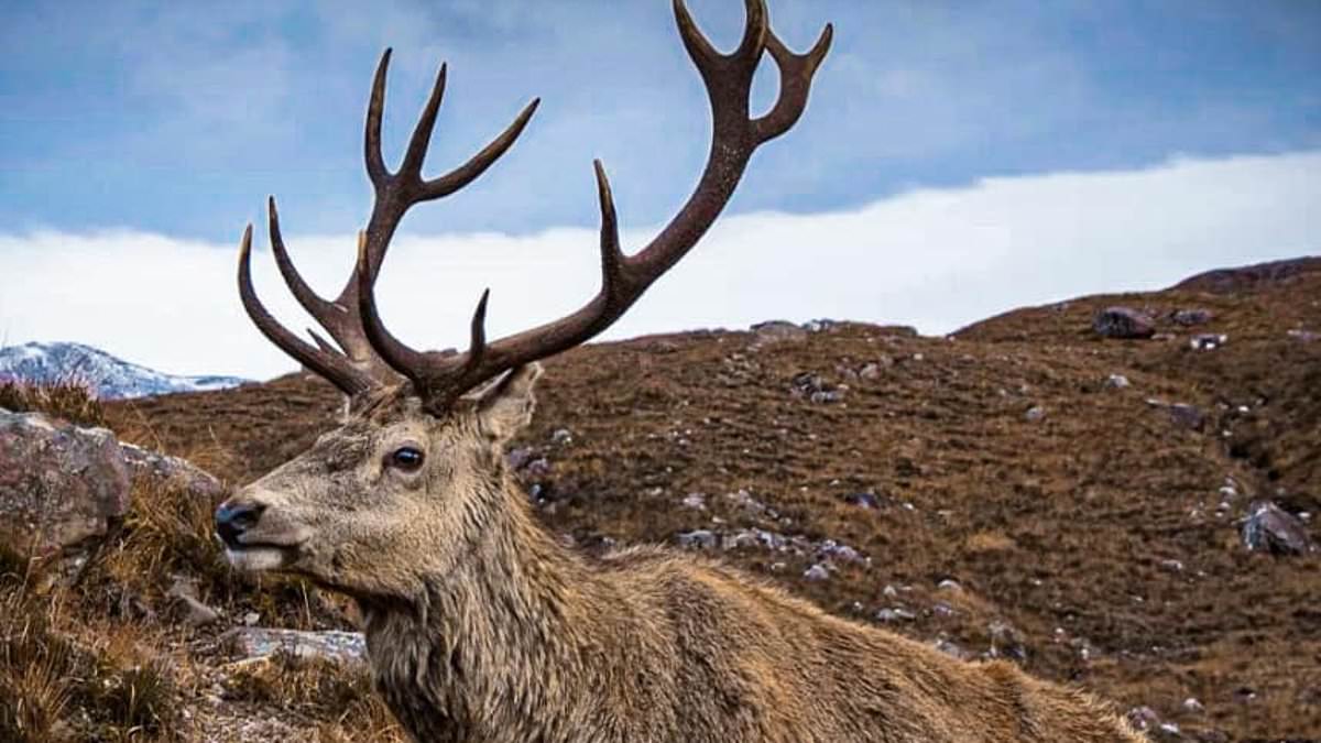 alert-–-the-wild-animals-fed-to-their-deaths-by-ignorant-tourists:-from-new-forest-ponies-choking-on-carrots,-to-famous-scottish-stag-eating-croissants,-how-public-are-repeatedly-ignoring-calls-to-stop-feeding-uk’s-free-roaming-wildlife