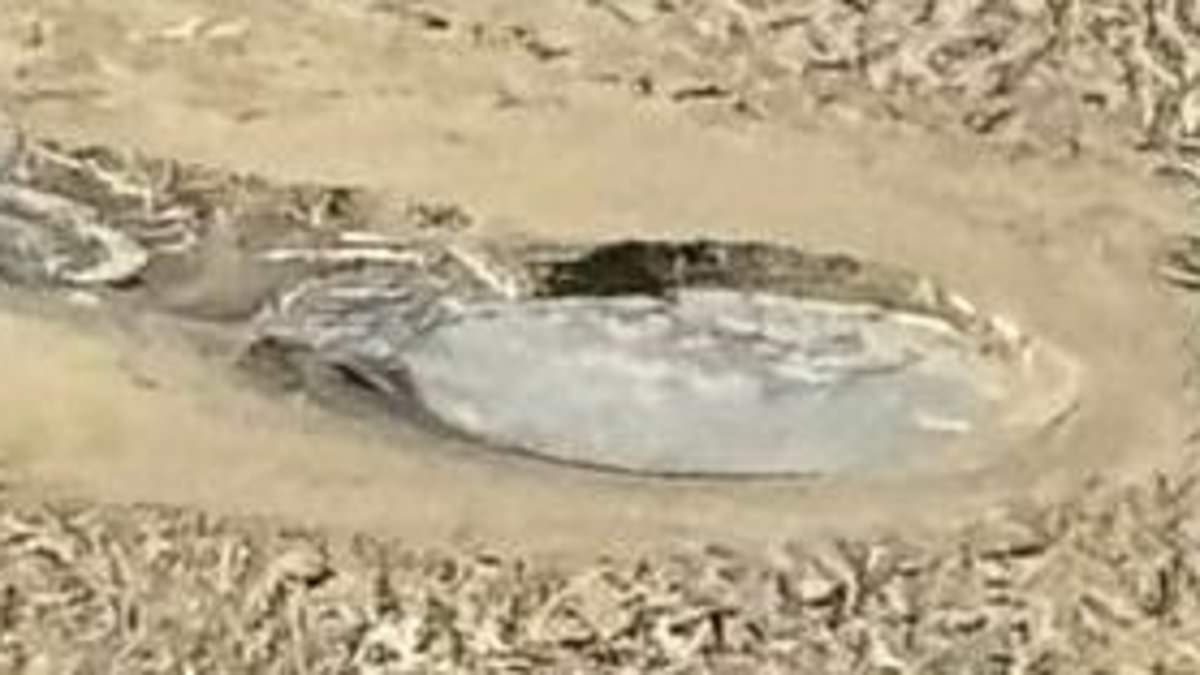 alert-–-gold-coast,-queensland:-tourists-stunned-as-bubbling,-‘geyser-like’-two-metre-hole-opens-up-on-main-beach