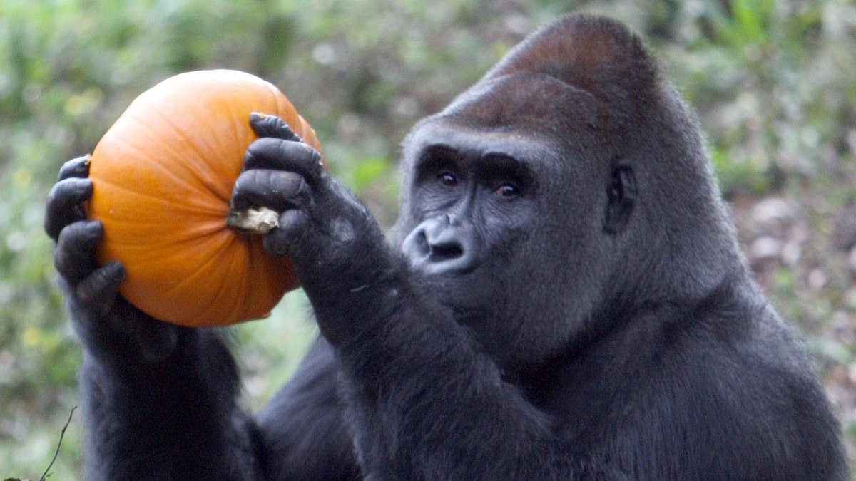 alert-–-britain’s-oldest-silverback-gorilla-who-became-children’s-tv-star-dies-aged-42