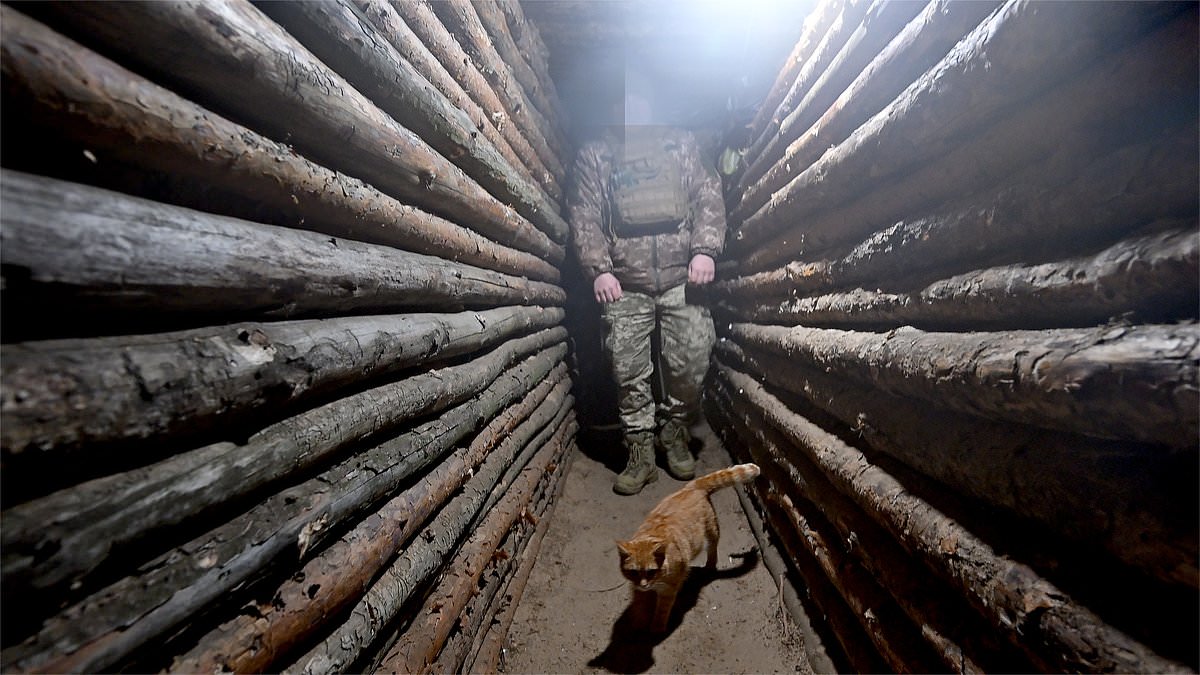 alert-–-the-cats-of-war:-amid-the-carnage-of-the-front-line,-ukraine’s-bravest-fighters-are-finding-solace-by-adopting-strays-who-offer-cuddles,-comfort-–-and-a-lethal-talent-for-clearing-trenches-of-mice…