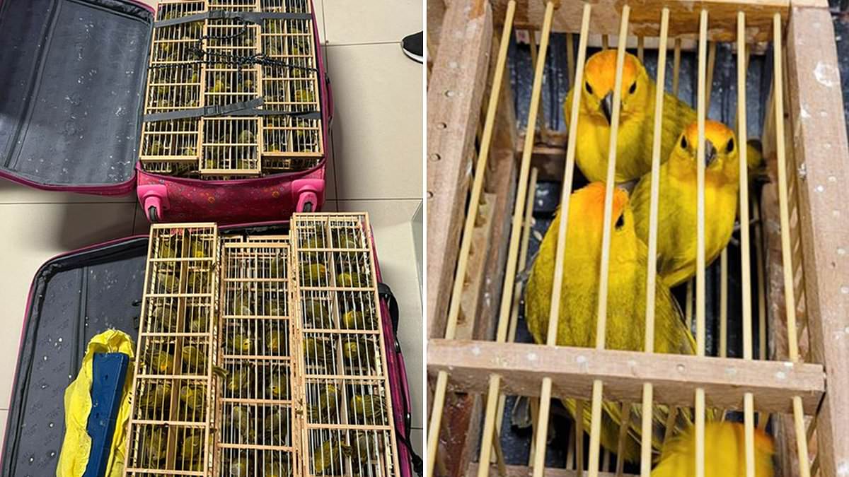 alert-–-fowl-play!-passenger-busted-with-400-canaries-inside-suitcases-while-attempting-to-board-flight