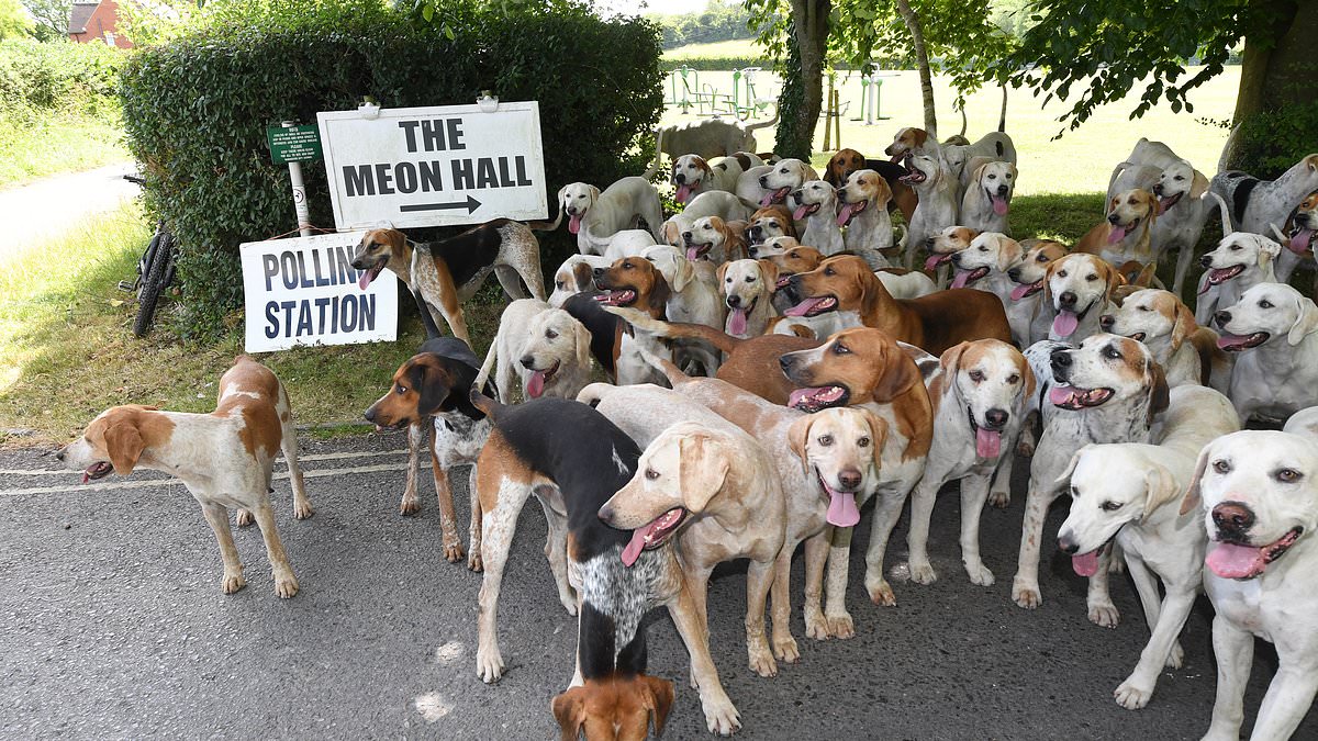 alert-–-general-election-can-only-mean-one-thing,-it’s-dogs-at-polling-stations-day!-pet-lovers-bring-their-pooches-(and-some-cats-and-a-horse)-along-to-cast-their-votes-as-polls-open-for-millions