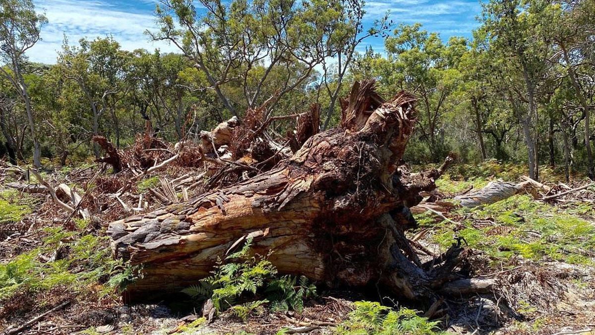 alert-–-aboriginal-man’s-native-title-excuse-after-illegally-clearing-land-on-north-stradbroke-island-to-build-a-house-for-his-daughter