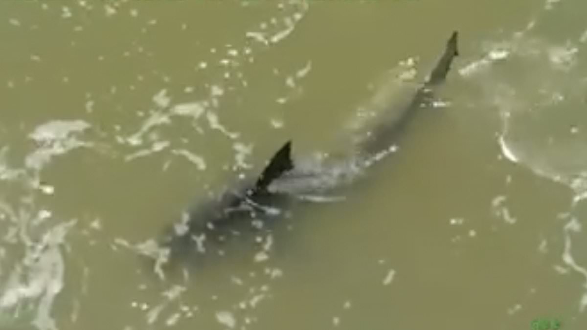 alert-–-wildlife-officials-reveal-what-happened-to-shark-that-attacked-multiple-people-at-texas-beach-–-after-it-was-filmed-lurking-near-woman-it-had-just-mauled