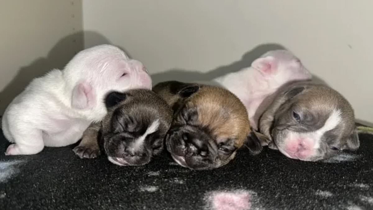 alert-–-tragedy-after-seven-french-bulldog-puppies-were-left-in-a-hot-car-during-100f-north-carolina-weather-after-owner-went-to-get-food-and-starbucks