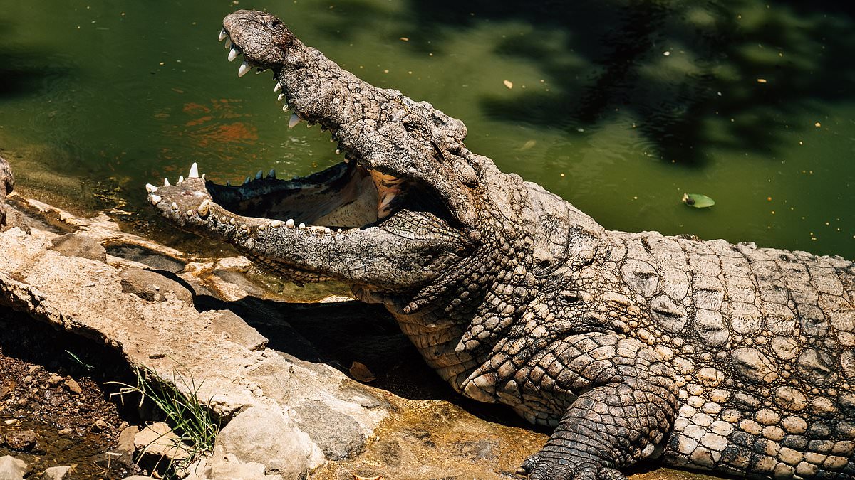 alert-–-crocodile-attack,-nt,-australia:-killer-croc-that-snatched-a-little-girl-is-shot-dead