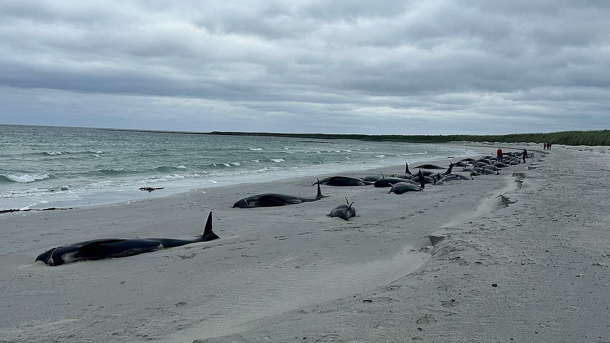 alert-–-why-do-so-many-whales-end-up-on-britain’s-beaches?-how-discovery-of-largest-ever-mass-stranding-in-orkney-represents-a-depressingly-familiar-sight