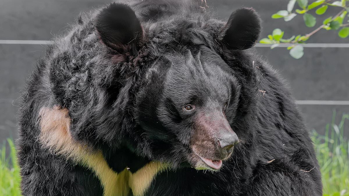 alert-–-‘beloved’-black-bear-rescued-from-ukraine-zoo-where-russian-troops-were-eating-the-animals-dies-in-scottish-zoo-‘suffering-with-ptsd’