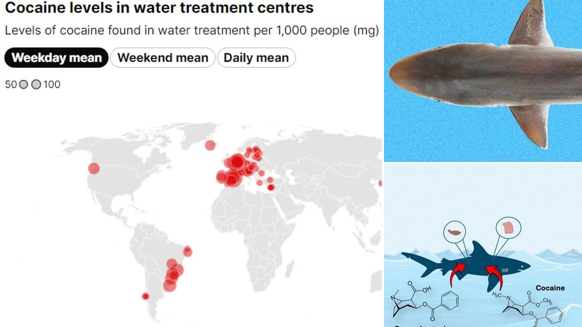 alert-–-high-tides:-shocking-interactive-map-reveals-levels-of-cocaine-in-rivers-and-oceans-across-the-world-–-as-coke-addled-sharks-are-discovered-off-coast-of-brazil