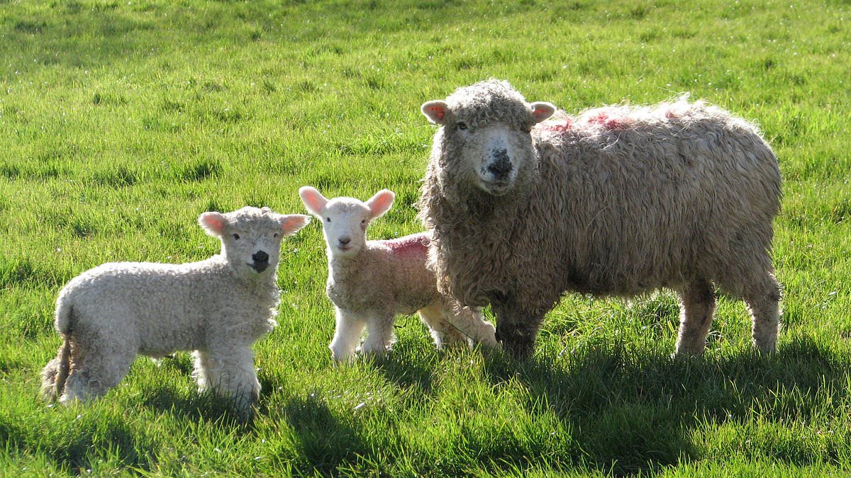 alert-–-grieving-farmer-got-home-from-his-father’s-funeral-to-discover-crime-gang-had-stolen-300-sheep-–-as-livestock-theft-around-the-uk-soars