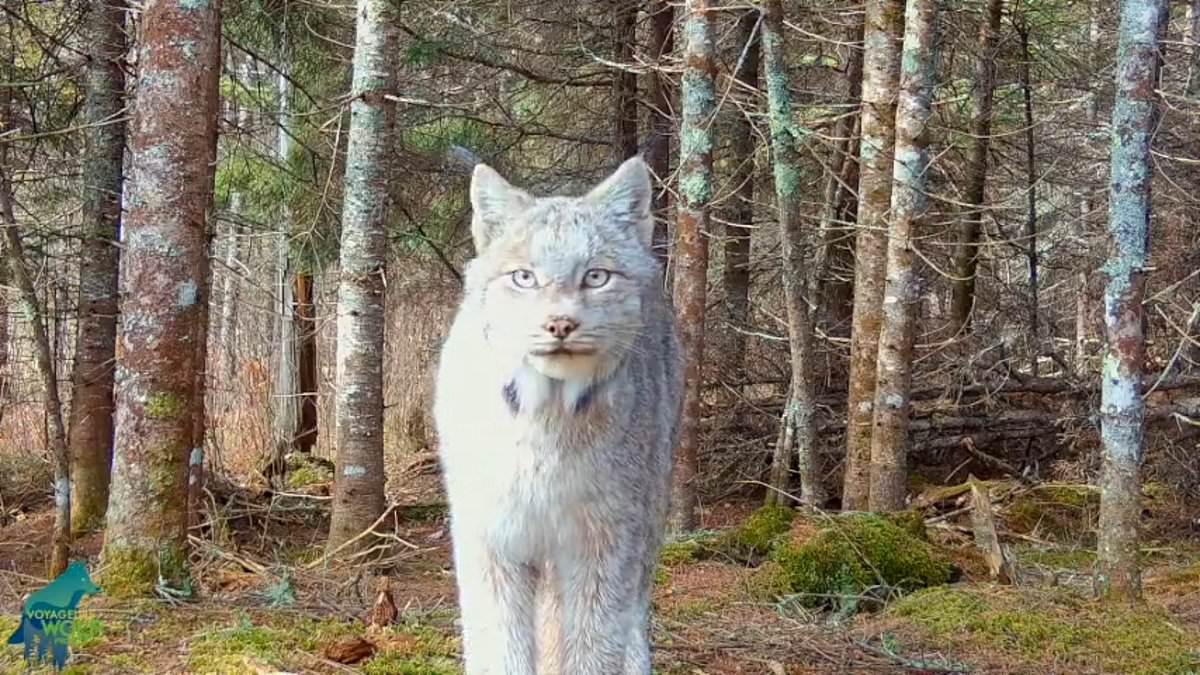 alert-–-incredible-footage-shows-stunning-and-rare-animal-‘posing’-for-trail-cam-in-remote-minnesota-woods