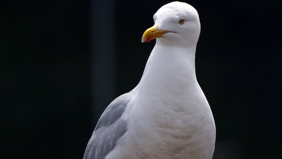 alert-–-holiday-nightmare-for-swedish-family-as-girl-is-rushed-to-hospital-after-seagull-bites-her-hand-while-trying-to-swipe-her-croissant-in-popular-seaside-resort