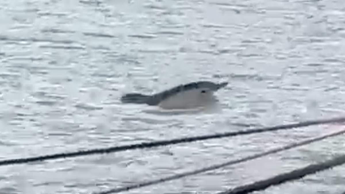 alert-–-fears-grow-for-‘lethargic’-dolphin-spotted-swimming-in-the-thames-as-expert-says-aquatic-mammal-‘shouldn’t-really-be-this-far-up-the-river-or-alone’