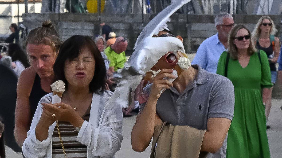 alert-–-was-it-a-gull-ato!-now-seagulls-are-swooping-in-to-take-bites-out-of-tourists’-ice-creams