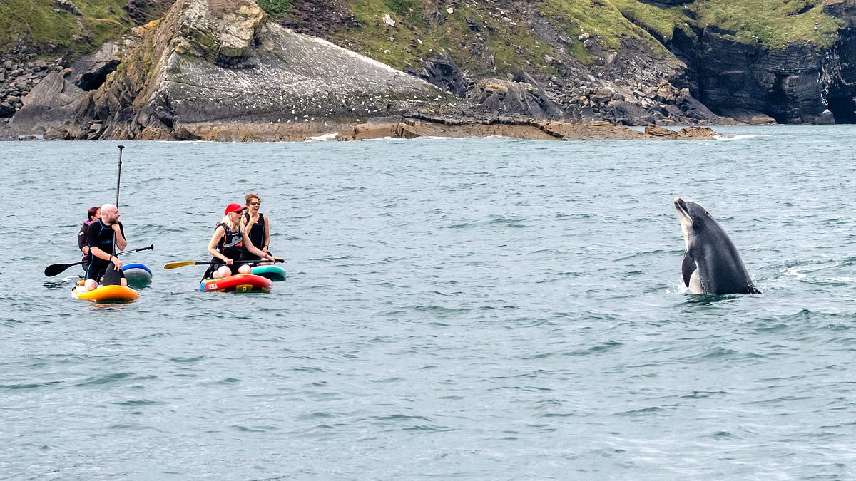 alert-–-moment-paddleboarders-are-left-open-mouthed-after-playful-dolphin-pops-up-just-metres-away-from-the-group-on-the-welsh-coast