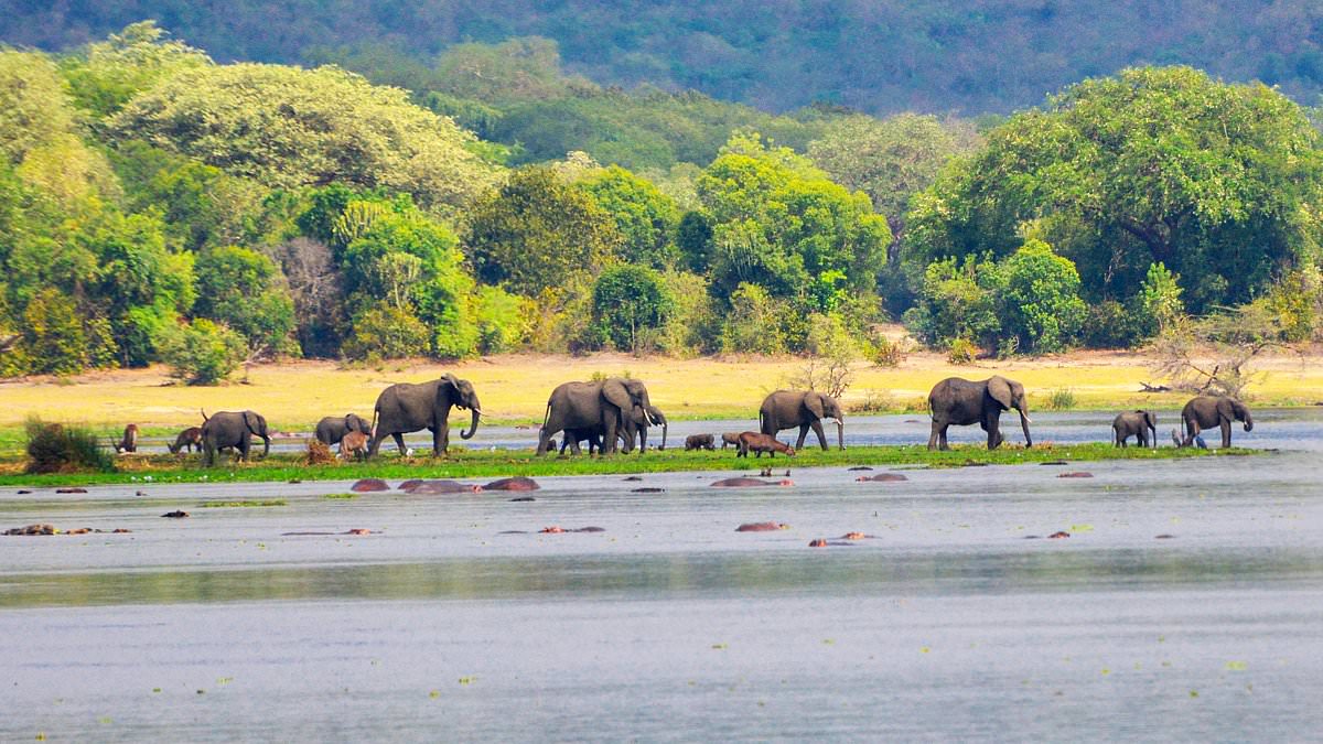 alert-–-the-‘big-five’-and-elephants-who-adore-snorkelling:-inside-the murchison-falls-game-park-in-east-africa-where-safaris-are-‘cheaper’-but-still-teeming-with-life