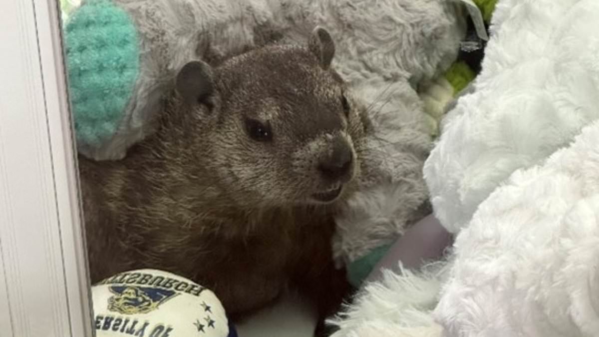 alert-–-moment-adorable-surprise-is-discovered-hiding-inside-claw-machine