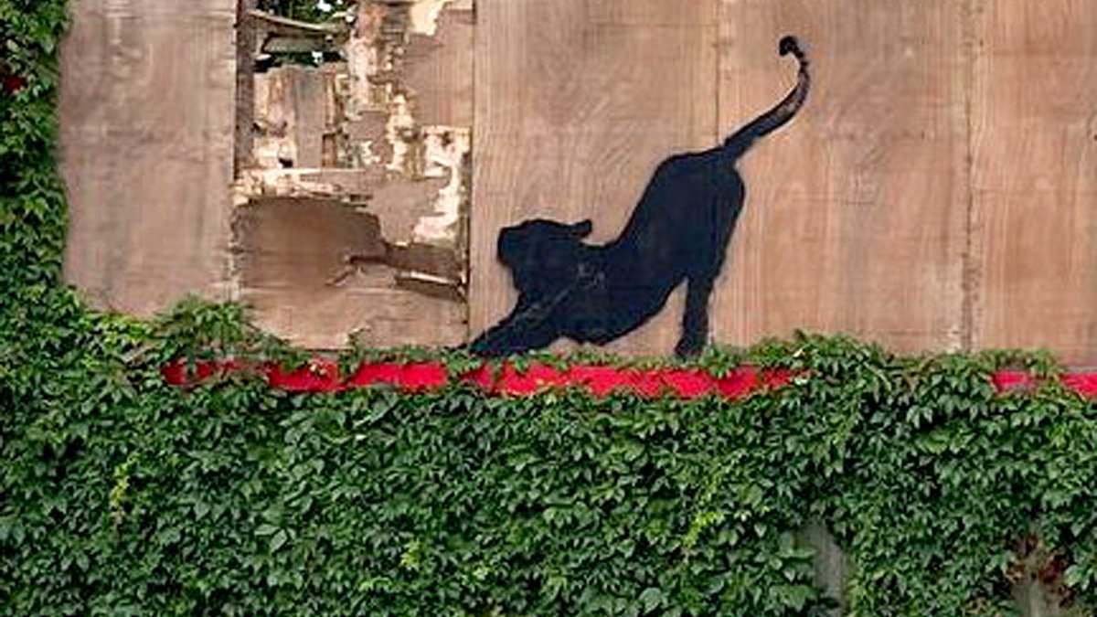 alert-–-paws-off!-hilarious-moment-man-is-seen-scratching-at-banksy’s-new-cat-artwork-before-laughing-when-he-spots-cameras-–-as-meaning-behind-elusive-artist’s-graffiti-is-revealed