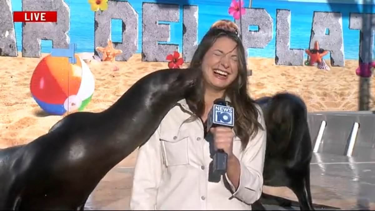 alert-–-hilarious-news-segment-leaves-reporter-in-stitches-as-she-is-repeatedly-kissed-by-amorous-sea-lions