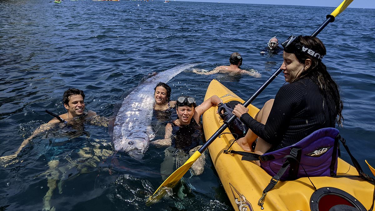 alert-–-‘doomsday-serpent-fish’-is-spotted-by-snorkelers-off-california-coast-in-stunning-rare-find