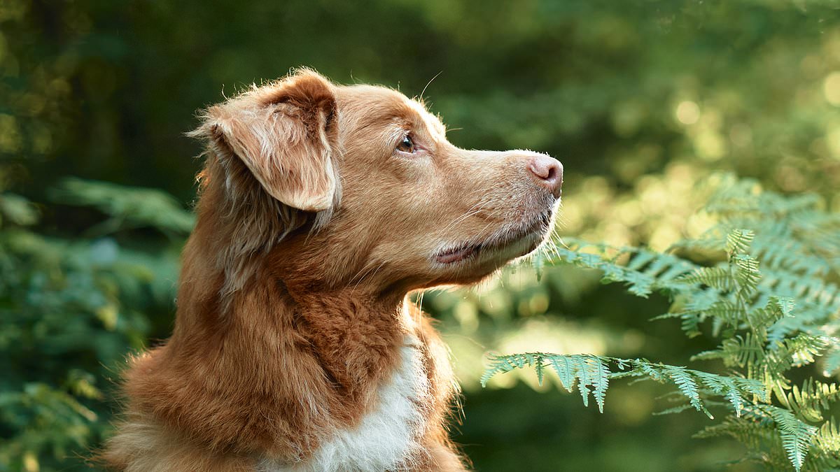 alert-–-the-unusual-shift-in-your-dog’s-behavior-that-could-mean-an-earthquake-is-imminent