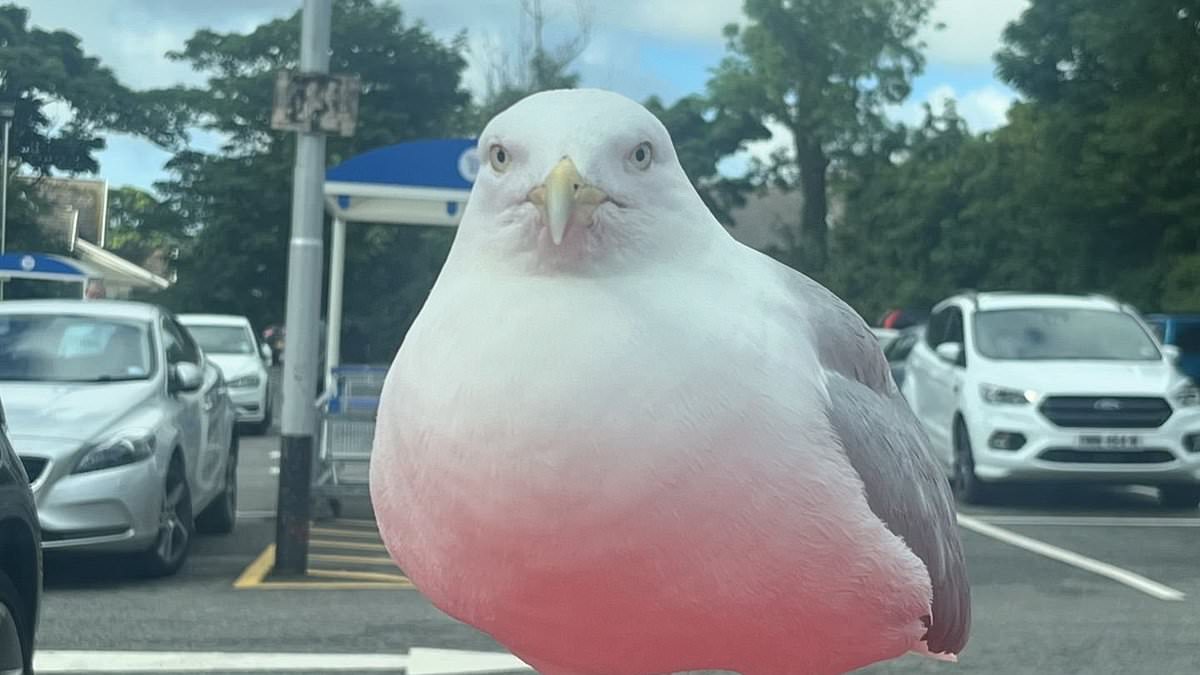 alert-–-food-truck-on-isle-of-man-is-latest-to-offer-1-‘seagull-insurance’-to-protect-customers-from-greedy-divebombing-birds-snatching-their-grub