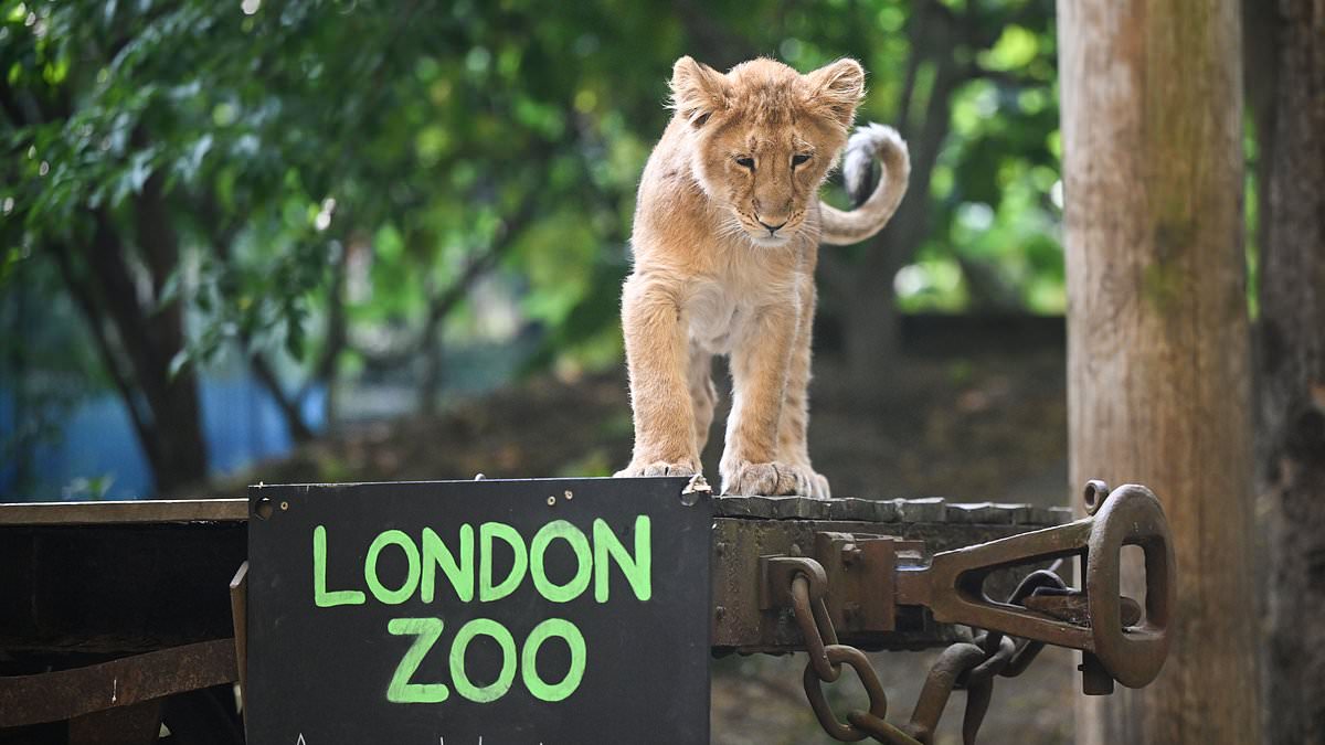 alert-–-hundreds-of-animals-step,-slither-and-crawl-onto-the-scales-for-london-zoo’s-annual-weigh-in