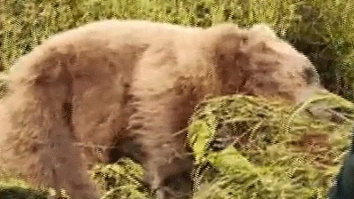 alert-–-hunter-who-shot-himself-in-the-leg-fighting-off-1,000lb-grizzly-bear-films-victorious-video-after-taking-out-the-beast