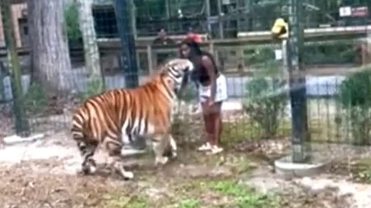 alert-–-insane-moment-woman-jumps-enclosure-fence-and-taunts-a-tiger-before-the-beast-brutally-turns-on-her