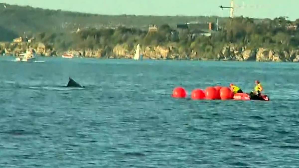 alert-–-race-underway-to-rescue-humpback-whale-entangled-in-nets-in-sydney-harbour