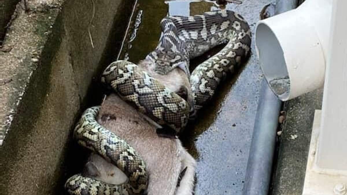 alert-–-shocking-moment-python-devours-an-entire-wallaby-in-brisbane