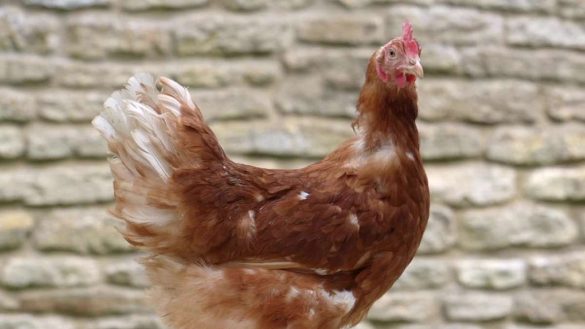 alert-–-coronation-chicken!-king-charles-rehomes-charity’s-one-millionth-hen-–-which-he-has-named-henrietta-–-at-his-highgrove-estate