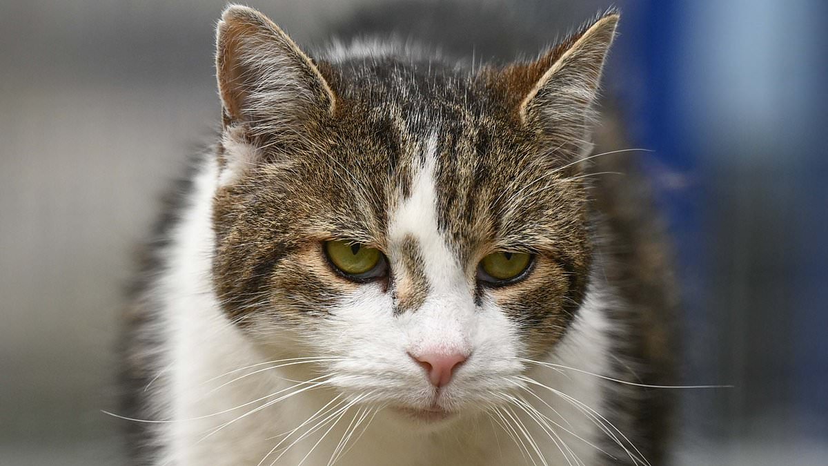 alert-–-downing-street-officials-draw-up-plans-for-how-to-announce-death-of-larry-the-cat:-officials-are-ready-for-the-day-that-number-10’s-17-year-old-‘chief-mouser’-finally-heads-to-the-big-cattery-in-the-sky