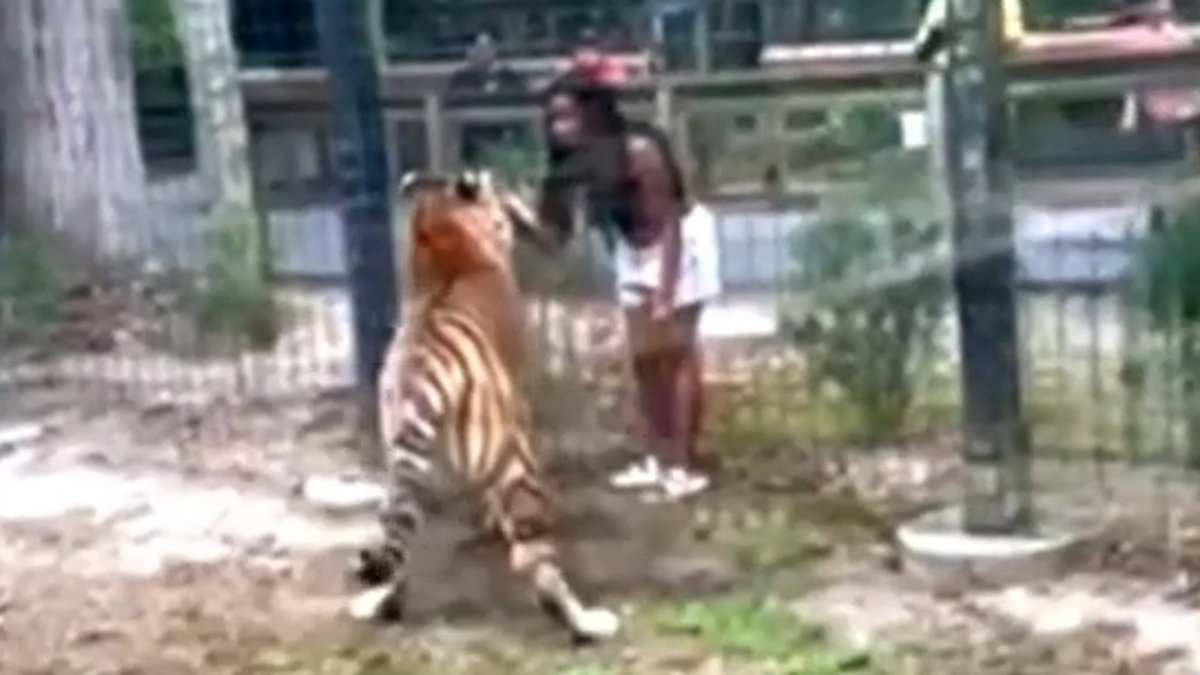 alert-–-identity-of-woman-who-put-her-arm-in-tiger-enclosure-at-nj-zoo-is-revealed-as-she-learns-fate-for-taunting-predator