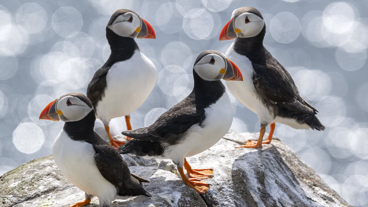 alert-–-britain’s-puffin-numbers-are-finally-on-the-rise-after-deadly-bout-of-bird-flu