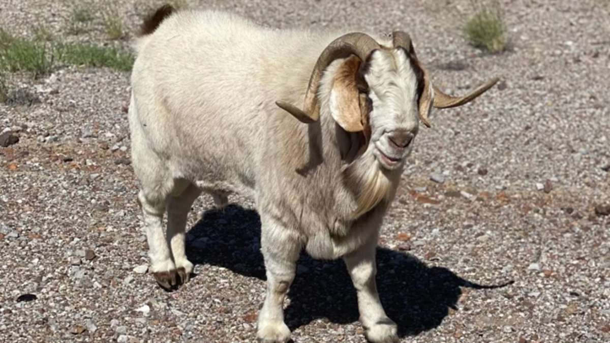 alert-–-tragic-twist-for-‘bob’-the-beloved-texas-mountain-goat